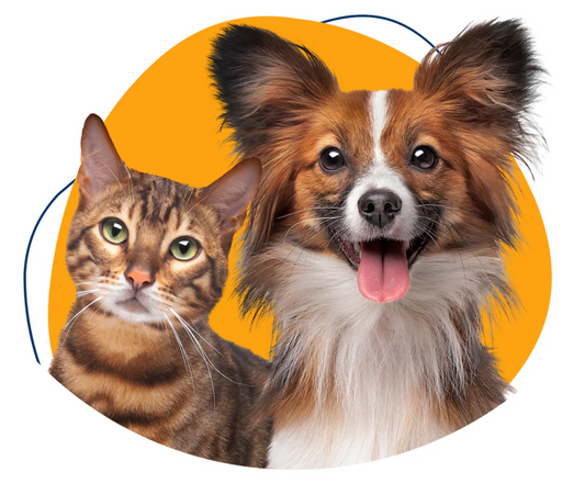 The Ultimate Guide to Entertaining Your Cat: How to Keep Your Feline Friend Happy and Healthy with Interactive Toys