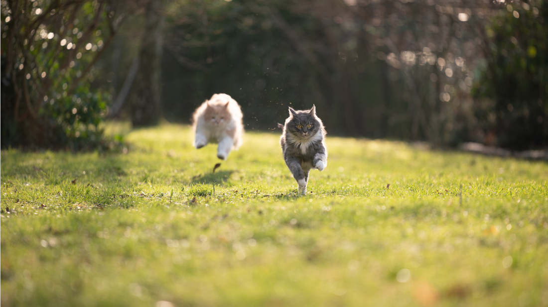 How Cat Enclosures Can Keep Your Indoor Cat Safe and Happy: The Ultimate Guide for Cat Owners