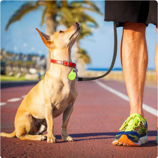 How GPS Pet Trackers Can Help You Keep Your Dog Safe